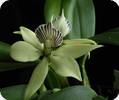 Encyclia fragrans Small Octopus